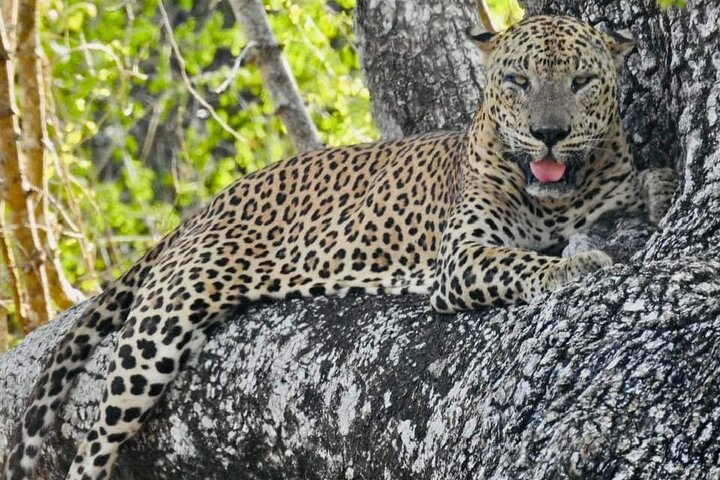 Yala National Park Special Leopard Safari Tours By Dinuka Safari