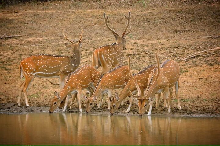 Yala National Park Special Leopard Safari Tours By Dinuka Safari