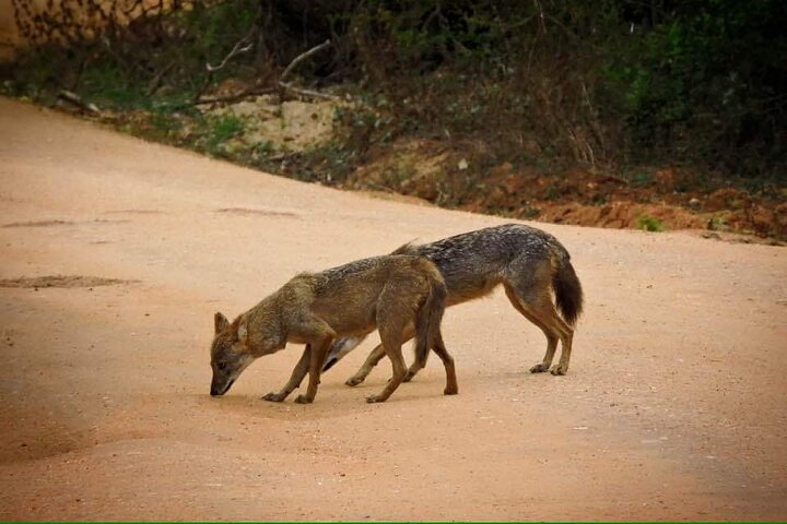 Yala National Park Special Leopard Safari Tours By Dinuka Safari