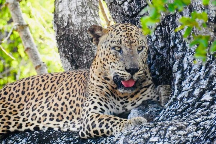 Yala National Park Special Leopard Safari Tours By Dinuka Safari