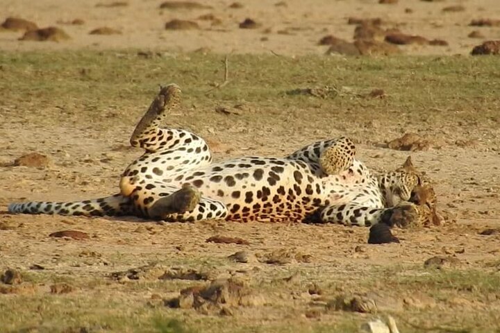 Yala National Park Special Leopard Safari Tours By Dinuka Safari
