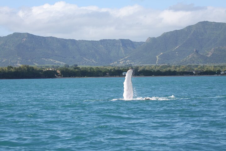 Dolphins and whale encounter on the West Coast of Mauritius