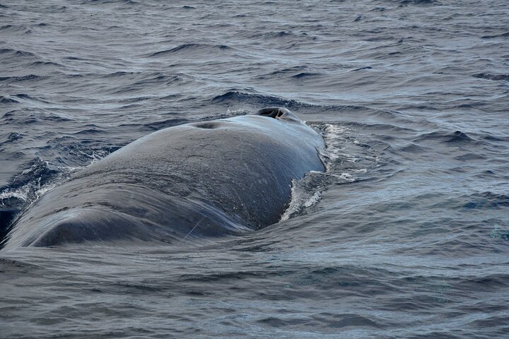 Dolphins and whale encounter on the West Coast of Mauritius