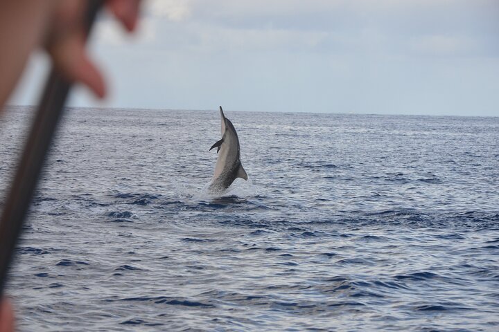 Dolphins and whale encounter on the West Coast of Mauritius