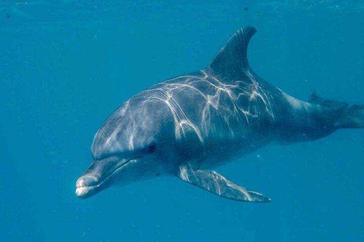 Swimming with DOLPHINS IN MNEMBA