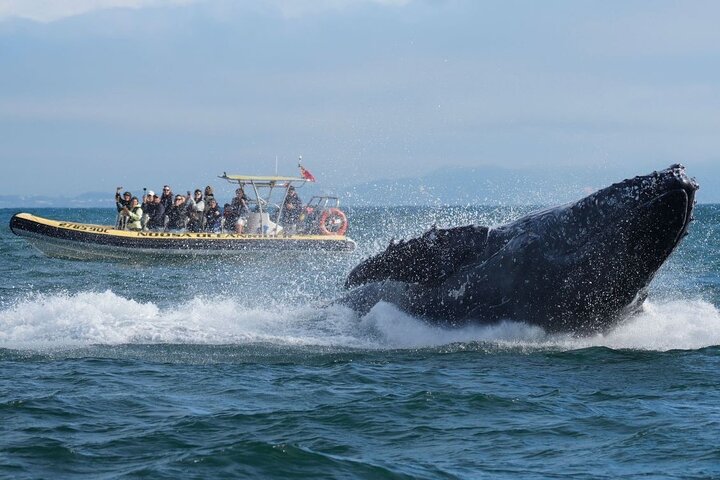 Noosa Whale Watching Cruise – Humpback Whale Adventure