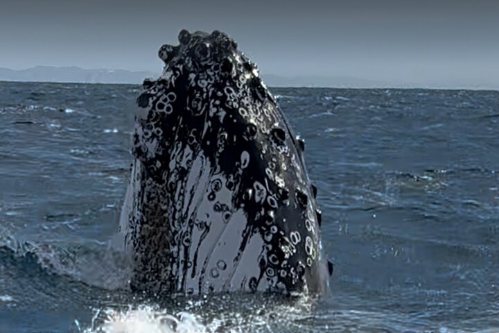 Noosa Whale Watching Cruise – Humpback Whale Adventure