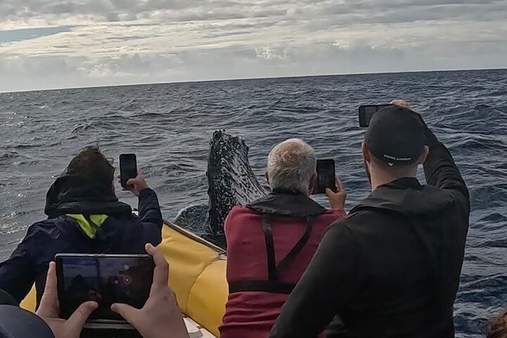 Noosa Whale Watching Cruise – Humpback Whale Adventure