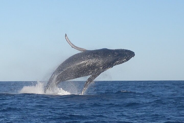 Noosa Whale Watching Cruise – Humpback Whale Adventure
