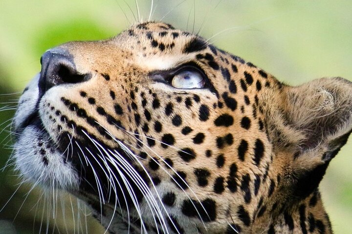 Wilpattu National Park Safari | Jeep with Tickets