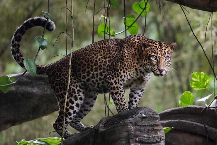 Wilpattu National Park | Private Safari