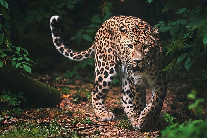 Wilpattu National Park | Private Safari