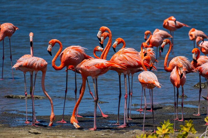 Private Bonaire North & South Tour