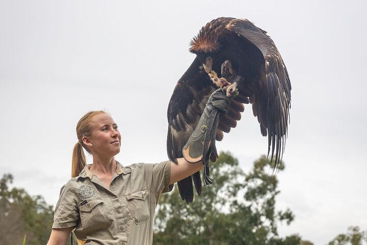 Lone Pine Koala Sanctuary Day Pass