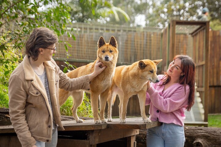 Lone Pine Koala Sanctuary Day Pass