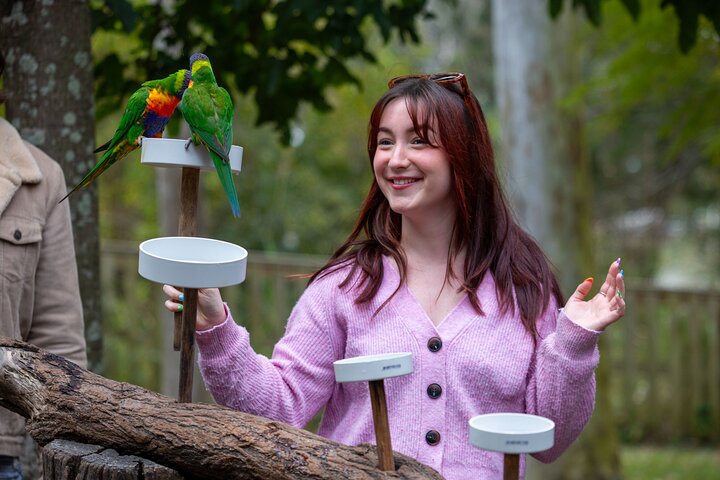 Lone Pine Koala Sanctuary Day Pass
