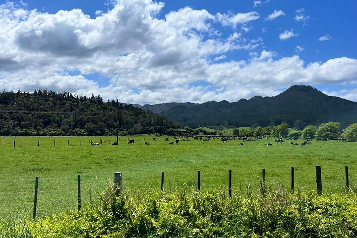 2 Days Private Tour in Coromandel Peninsula from Hamilton