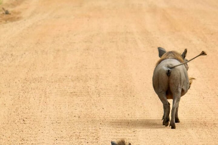 1. Day safaris to Mikumi by Train from dar es salaam