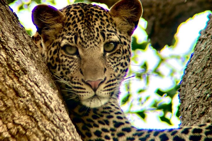 1. Day safaris to Mikumi by Train from dar es salaam