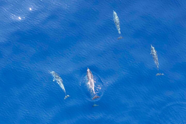 Depart Saint Raphaël: Meet the Dolphins