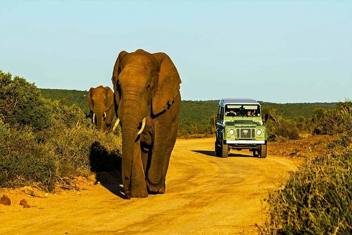 Hluhluwe Imfolozi Big 5 Game Reserve Tour from Durban