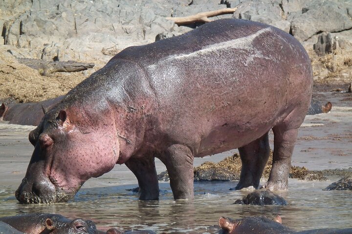 Tala Game Reserve and Natal Park Half Day Tour from Durban