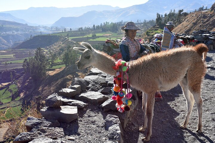 2 Days and 1 Night Tour from Puno to Colca Canyon and Arequipa