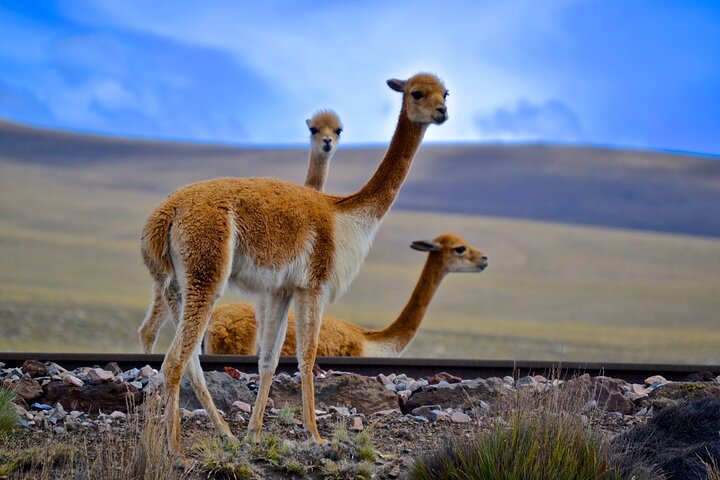 2 Days and 1 Night Tour from Puno to Colca Canyon and Arequipa