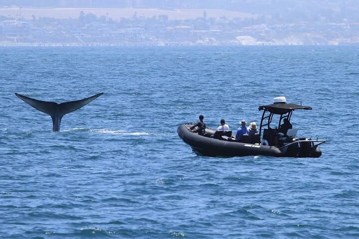 Up Close Dolphin & Whale Watching