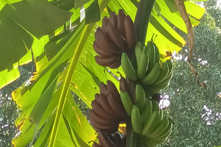 Full Day Private Spice Farm Stone Town and Prison Island