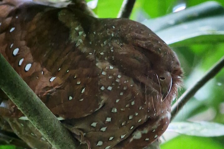 Corcovado National Park Sirena Day Tour From Puerto Jimenez