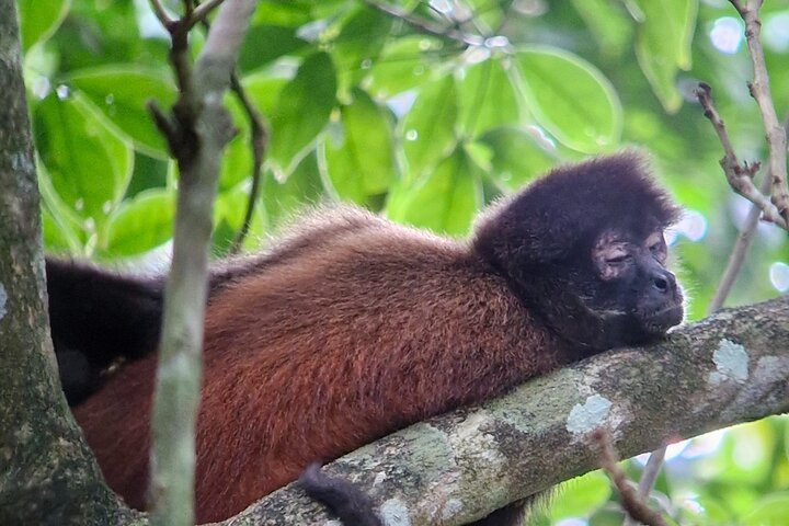 Corcovado National Park Sirena Day Tour From Puerto Jimenez
