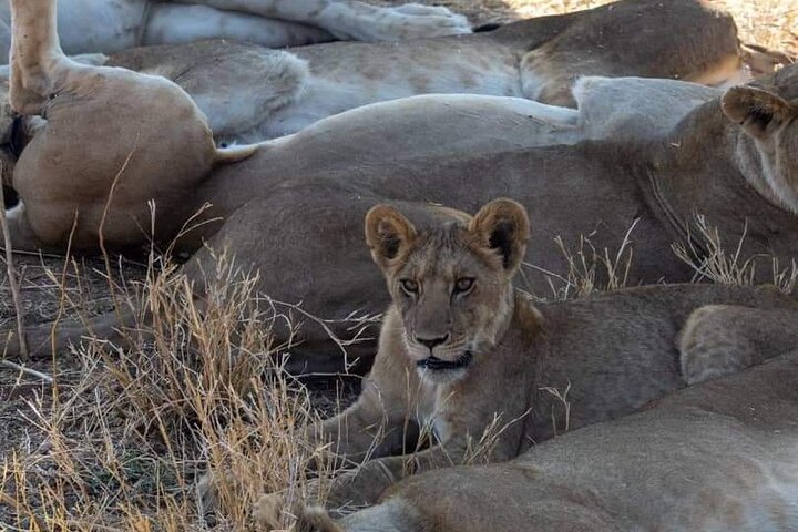 1. Day safaris to Mikumi by Train from dar es salaam