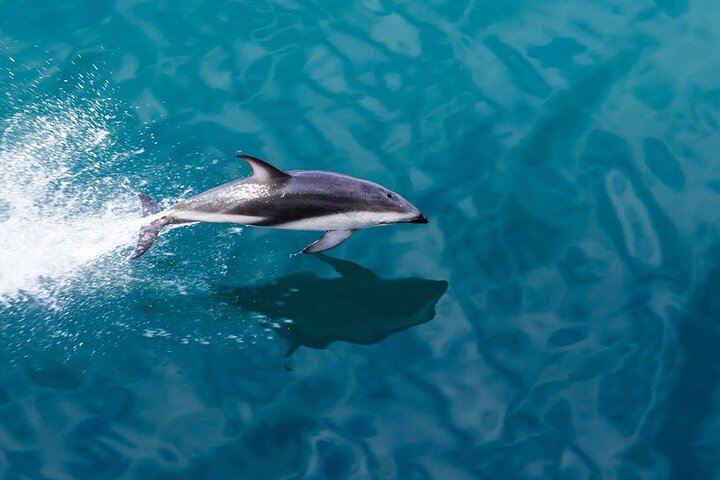 Award Winning Milford Sound Full Day Tour & Cruise from Te Anau