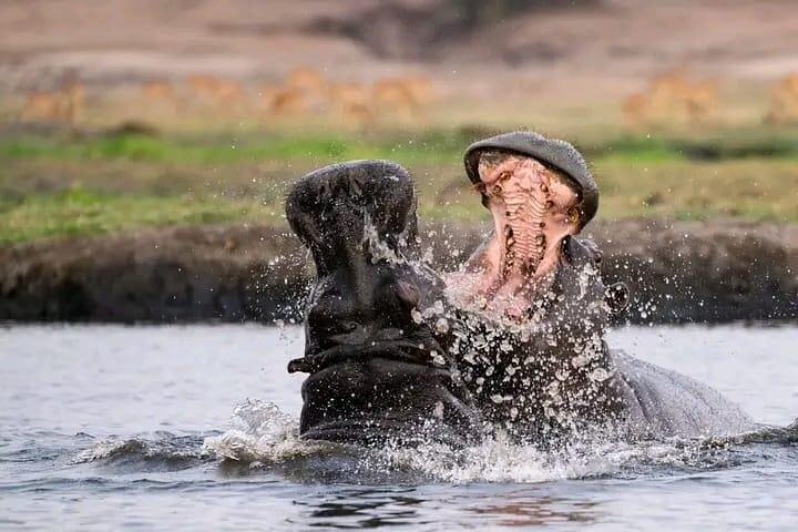 Chobe Full Day Safari in Chobe