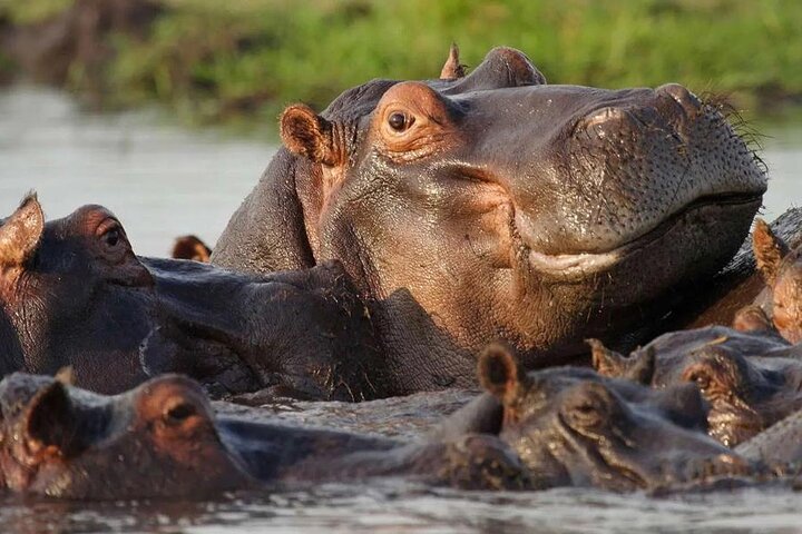 Chobe Full Day Safari in Chobe