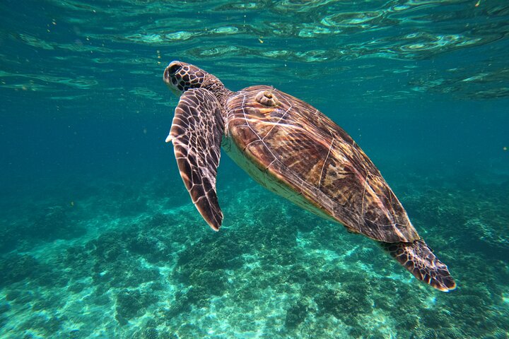 Snorkeling in Daymaniat Island
