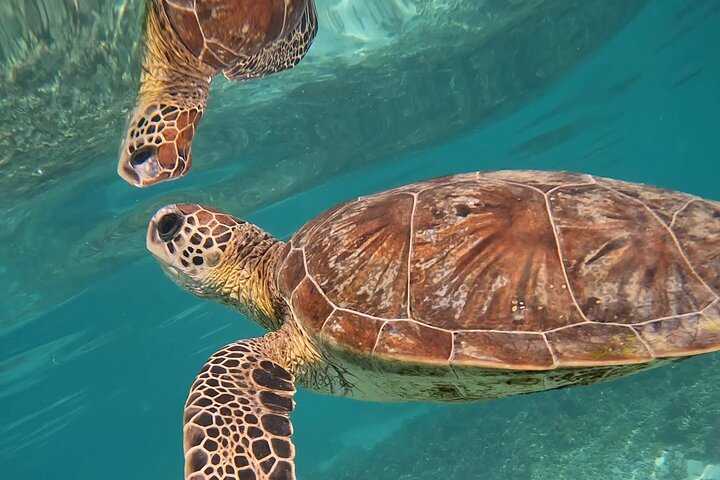 Snorkeling in Daymaniat Island
