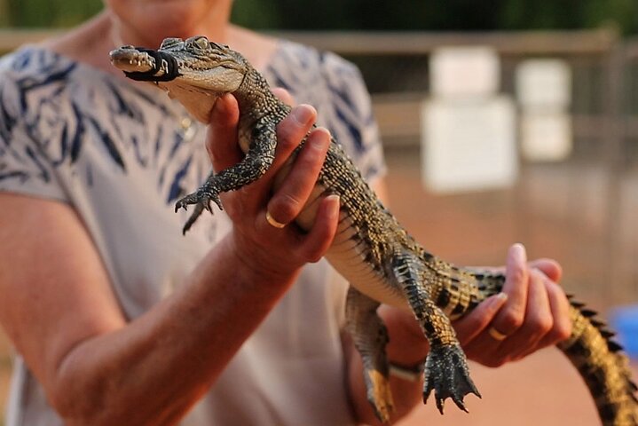 Malcolm Douglas Crocodile Park Tour Including Transportation