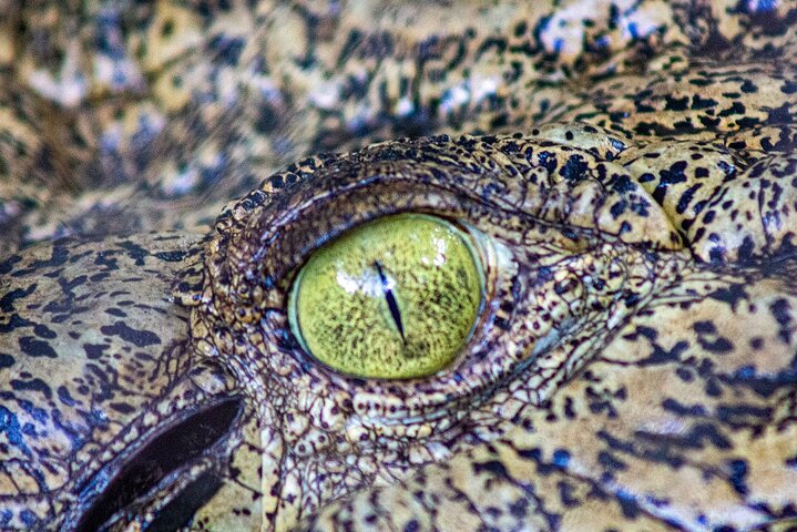 Malcolm Douglas Crocodile Park Tour Including Transportation
