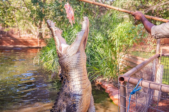 Malcolm Douglas Crocodile Park Tour Including Transportation