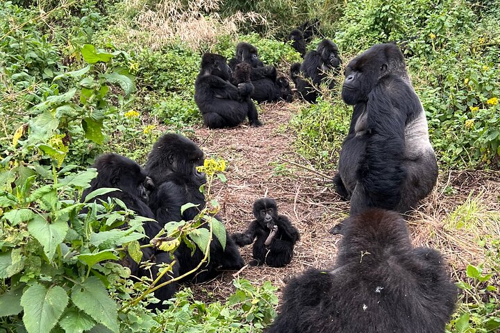 One Day Rwanda Gorilla Trekking with Dian Fossey or Guardians