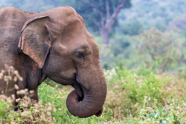 Sri Lanka 5 Day tour Best Nature and Culture include top hotels
