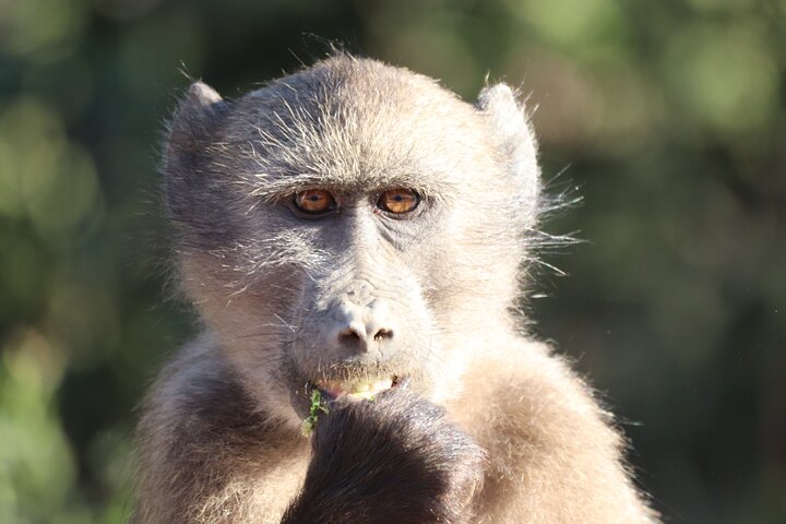 Half-Day Addo Elephant National Park