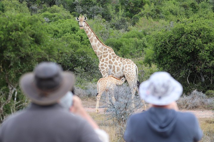 Full-Day Addo Elephant Park & Giraffe Walk
