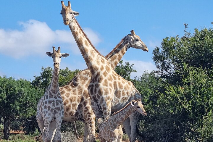 Full-Day Addo Elephant Park & Giraffe Walk