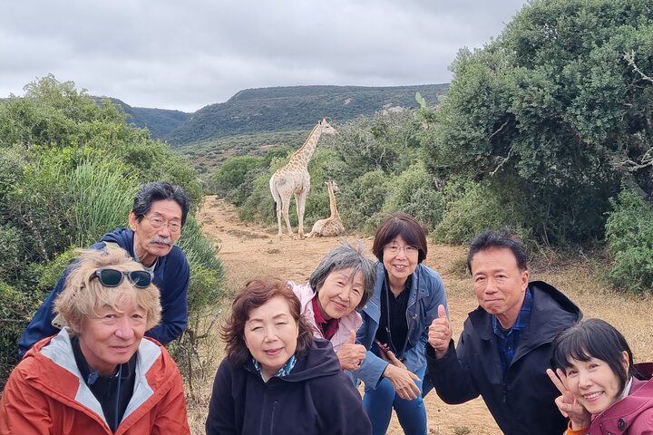 Full-Day Addo Elephant Park & Giraffe Walk