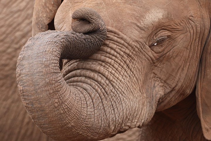 Full-Day Addo Elephant Park & Giraffe Walk