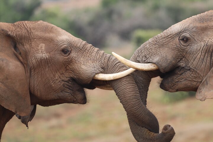 Full-Day Addo Elephant Park & Giraffe Walk