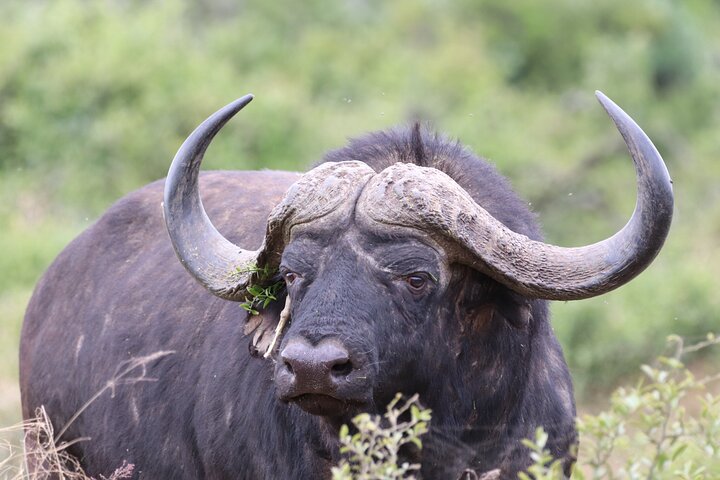 Full-Day Addo Elephant Park & Giraffe Walk